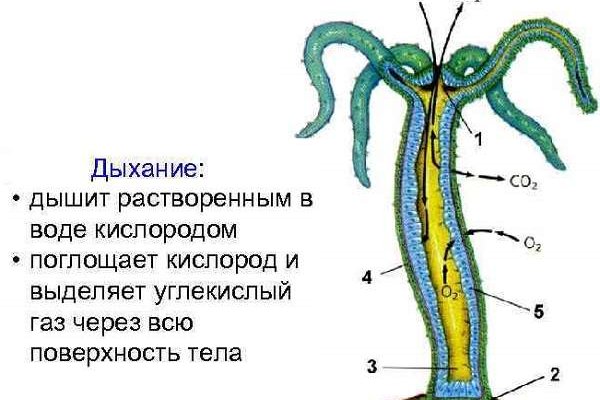 Что можно купить в кракене